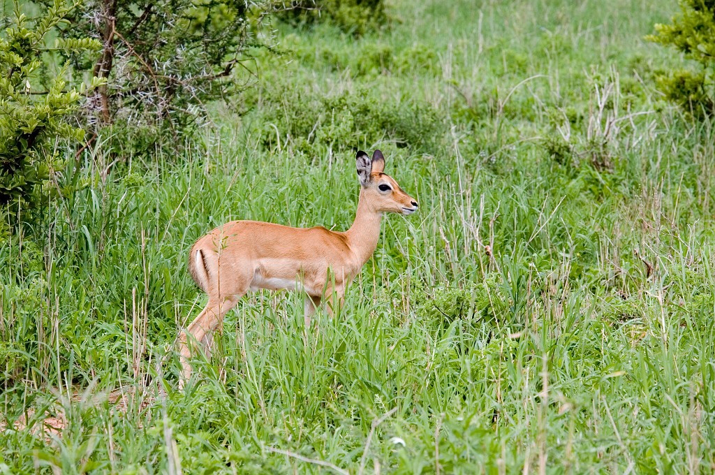 Tarangira Impala03.jpg - Impala (Aepyceros melamus), Tanzania March 2006